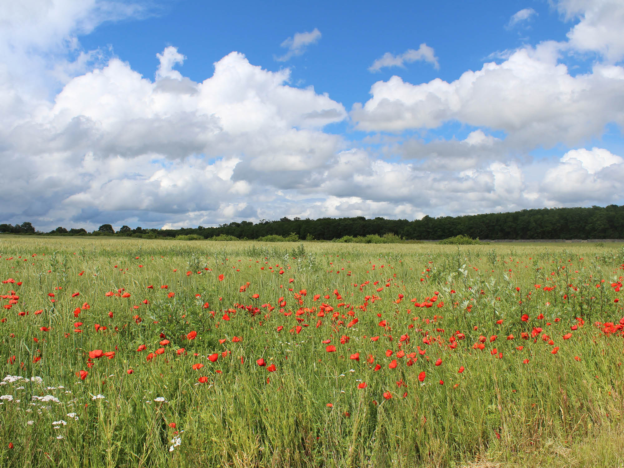 plaines agricoles