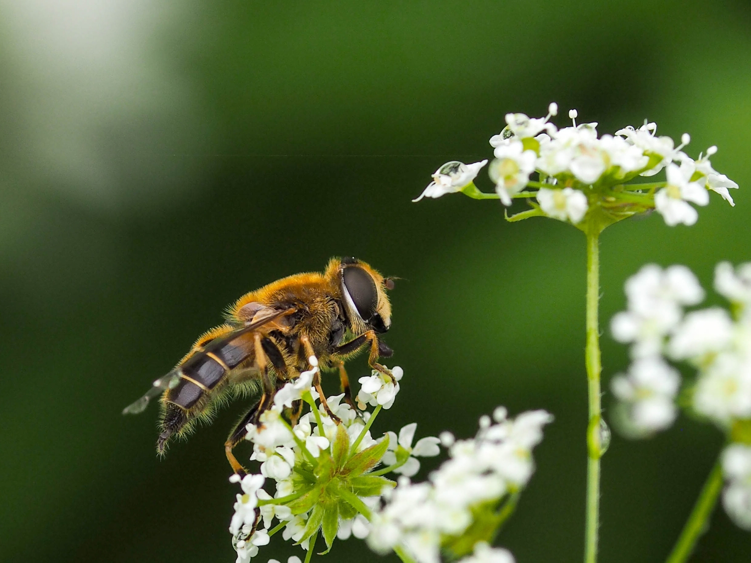 flower bee (2)