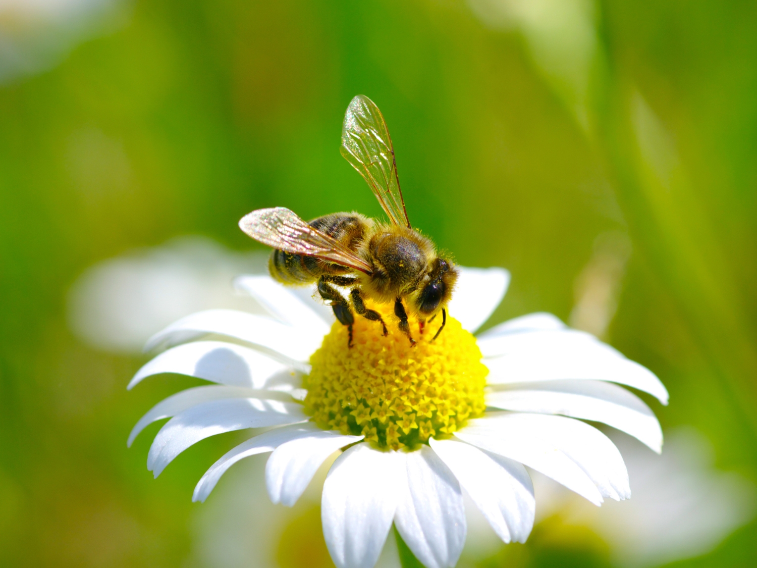 flower bee