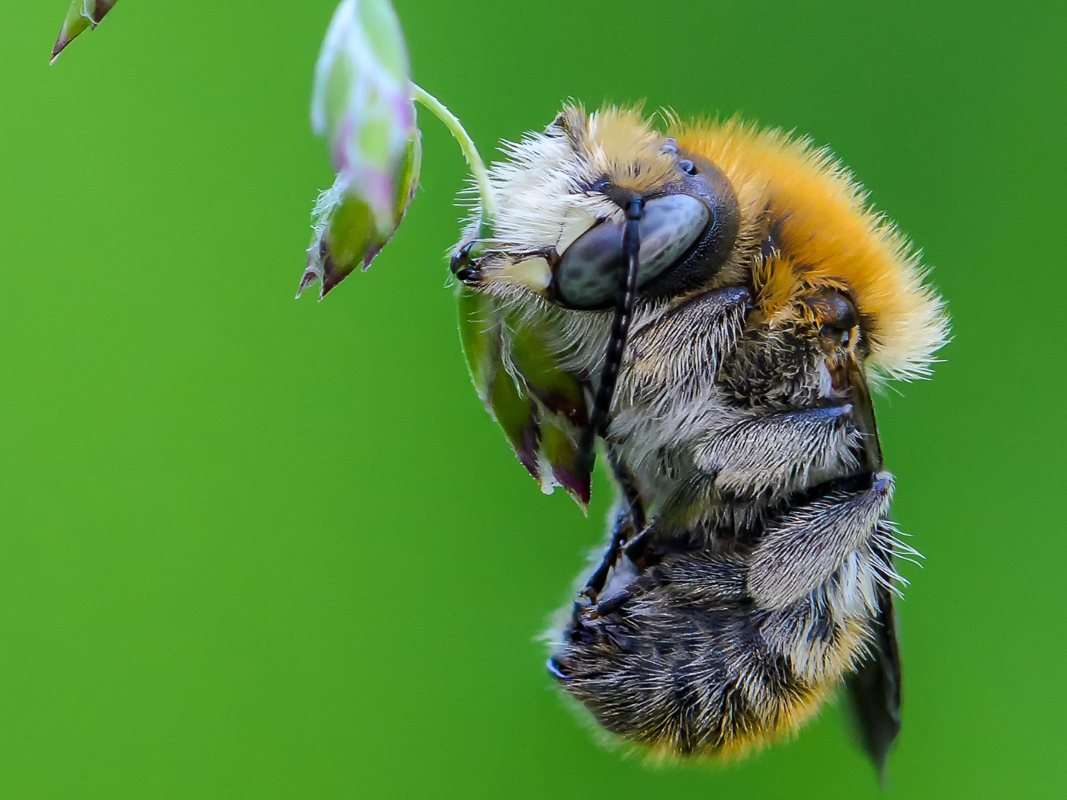 gros plan abeilles